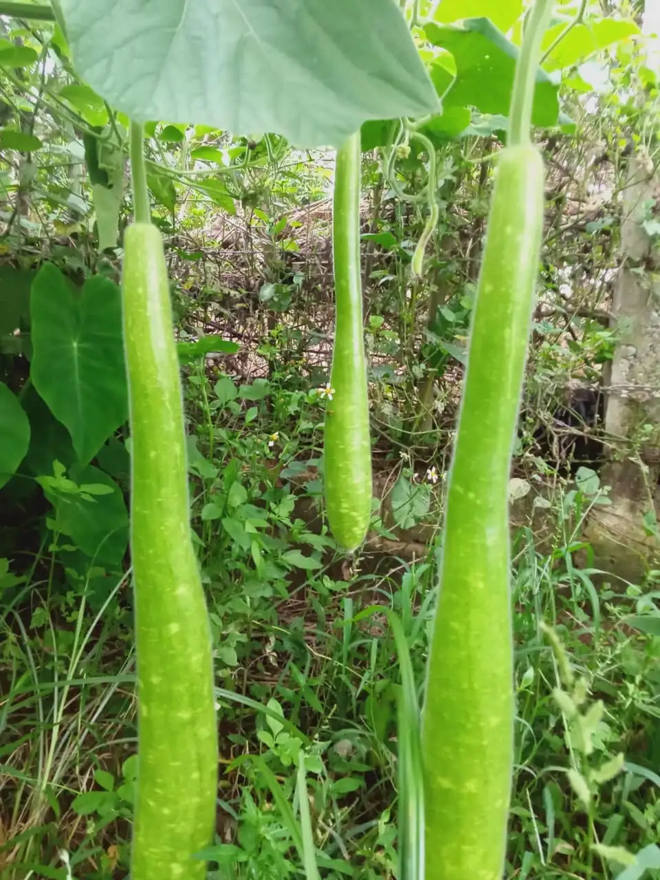 Bầu sao hữu cơ - TCVN - Mai Linh - Ảnh 3