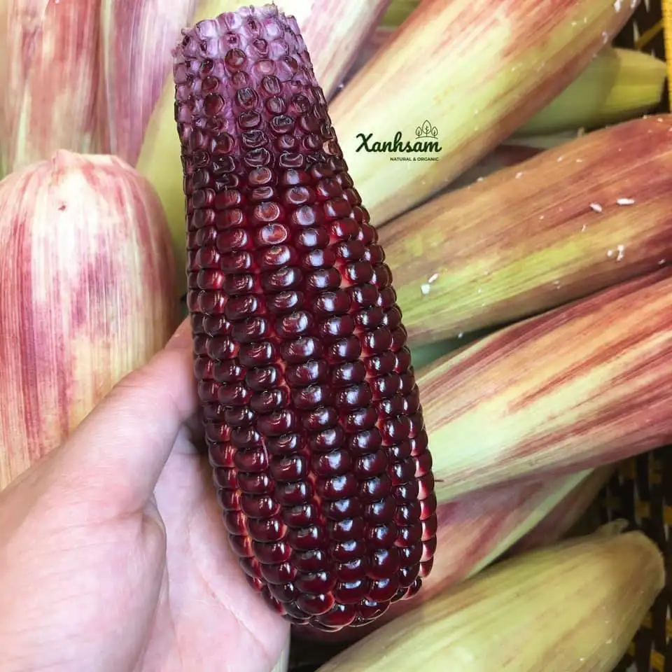 Ngô nữ hoàng canh tác không hoá chất - Thuận Thiên - Ảnh 2