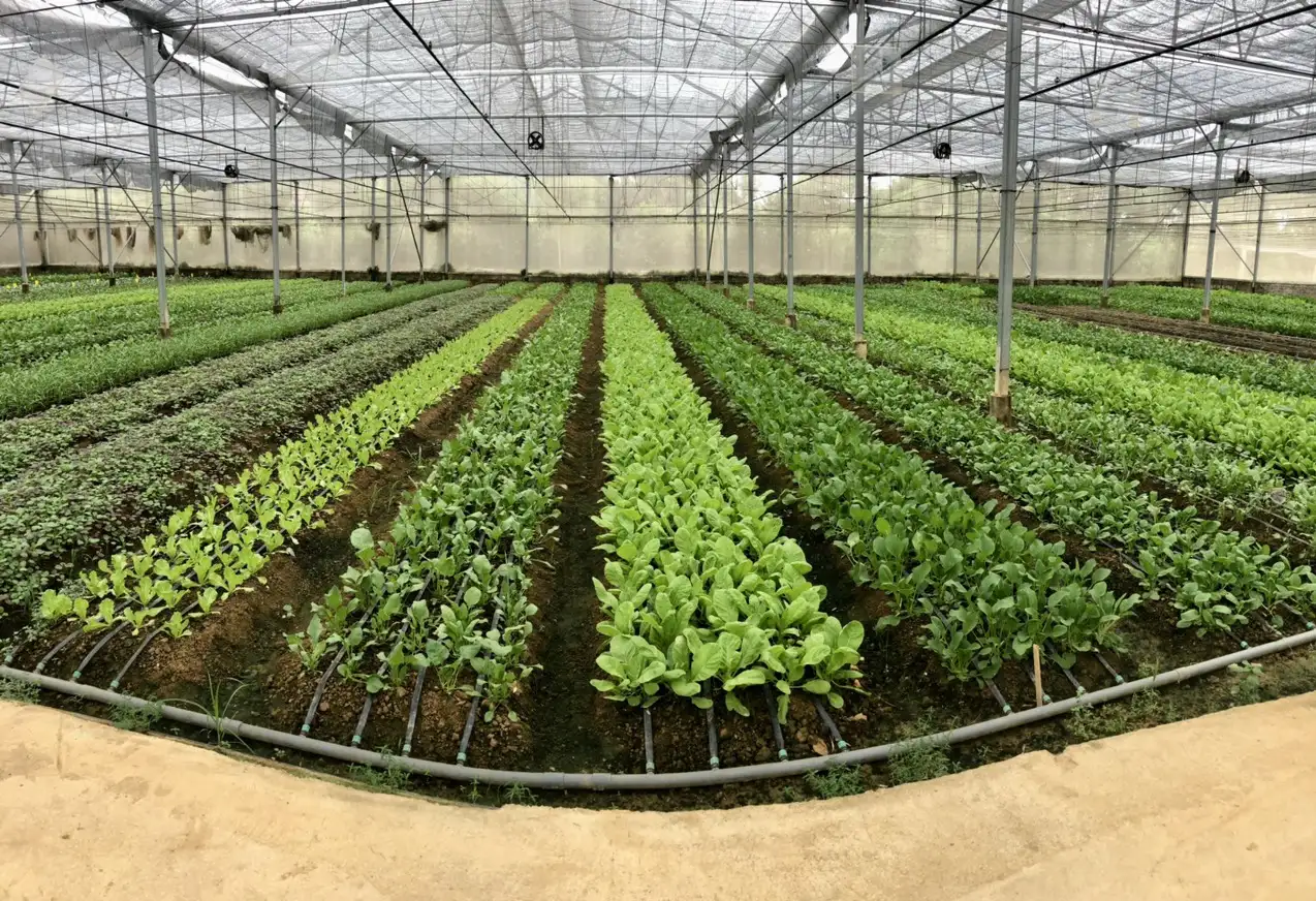 Cải ngồng hữu cơ - TCVN - Mai Linh farm - Ảnh 2