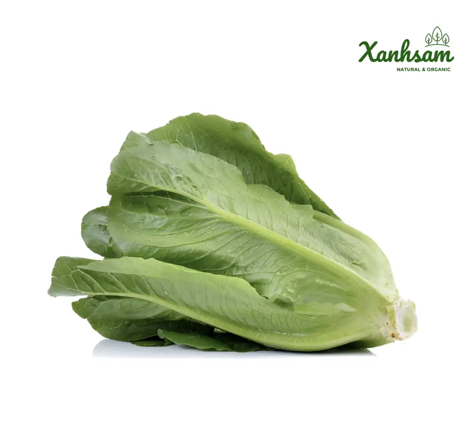 Xà lách la mã hữu cơ (romaine lettuce) – USDA,EU – Organik Dalat