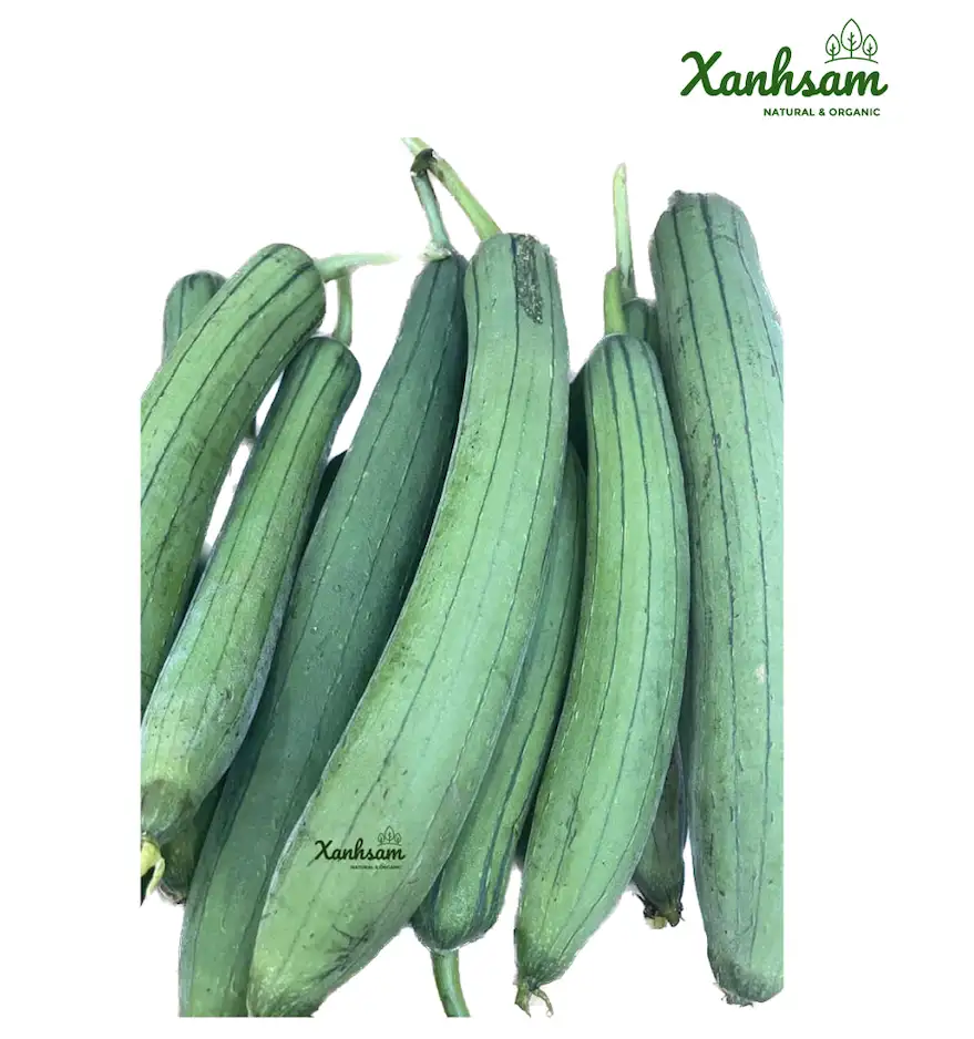 Mướp hữu cơ – TCVN – Mai Linh farm