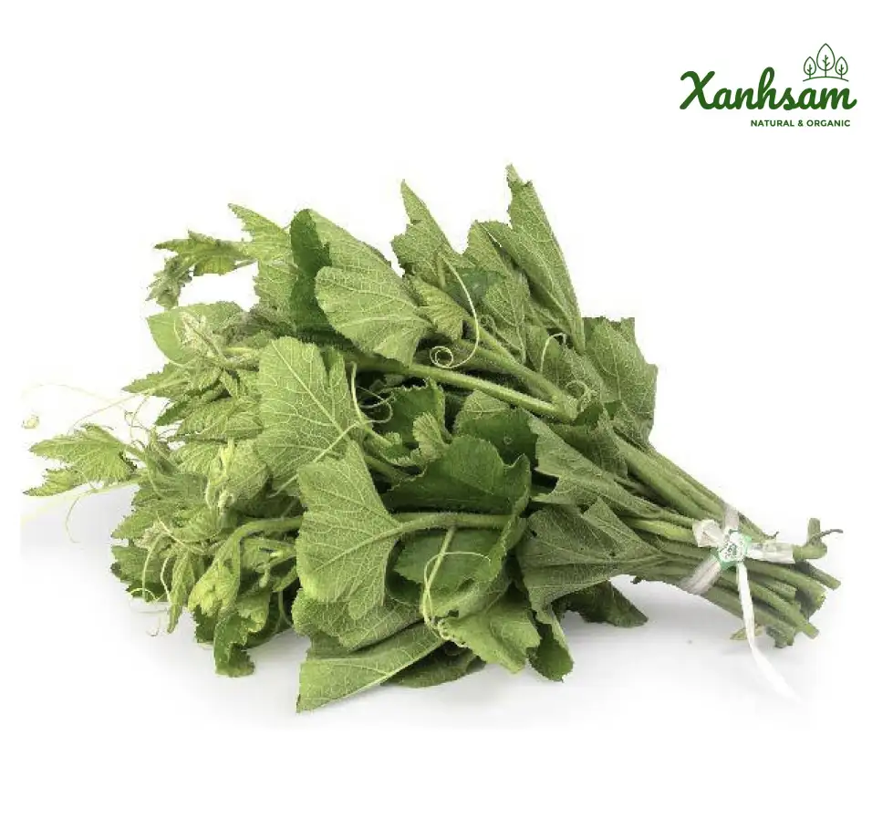 NGỌN BÍ hữu cơ – USDA Organic – Rau Đại Ngàn – Thạch Thất
